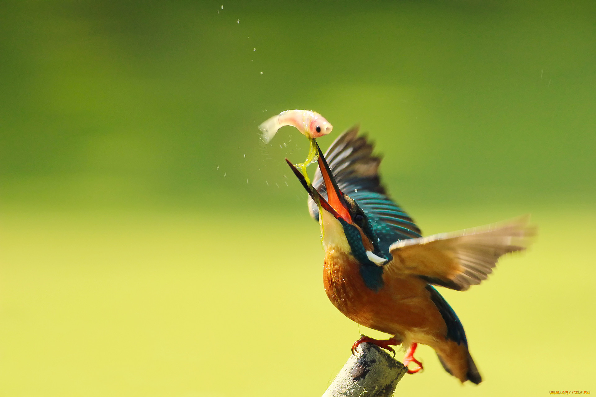 , , , alcedo, atthis, , , , , kingfisher
